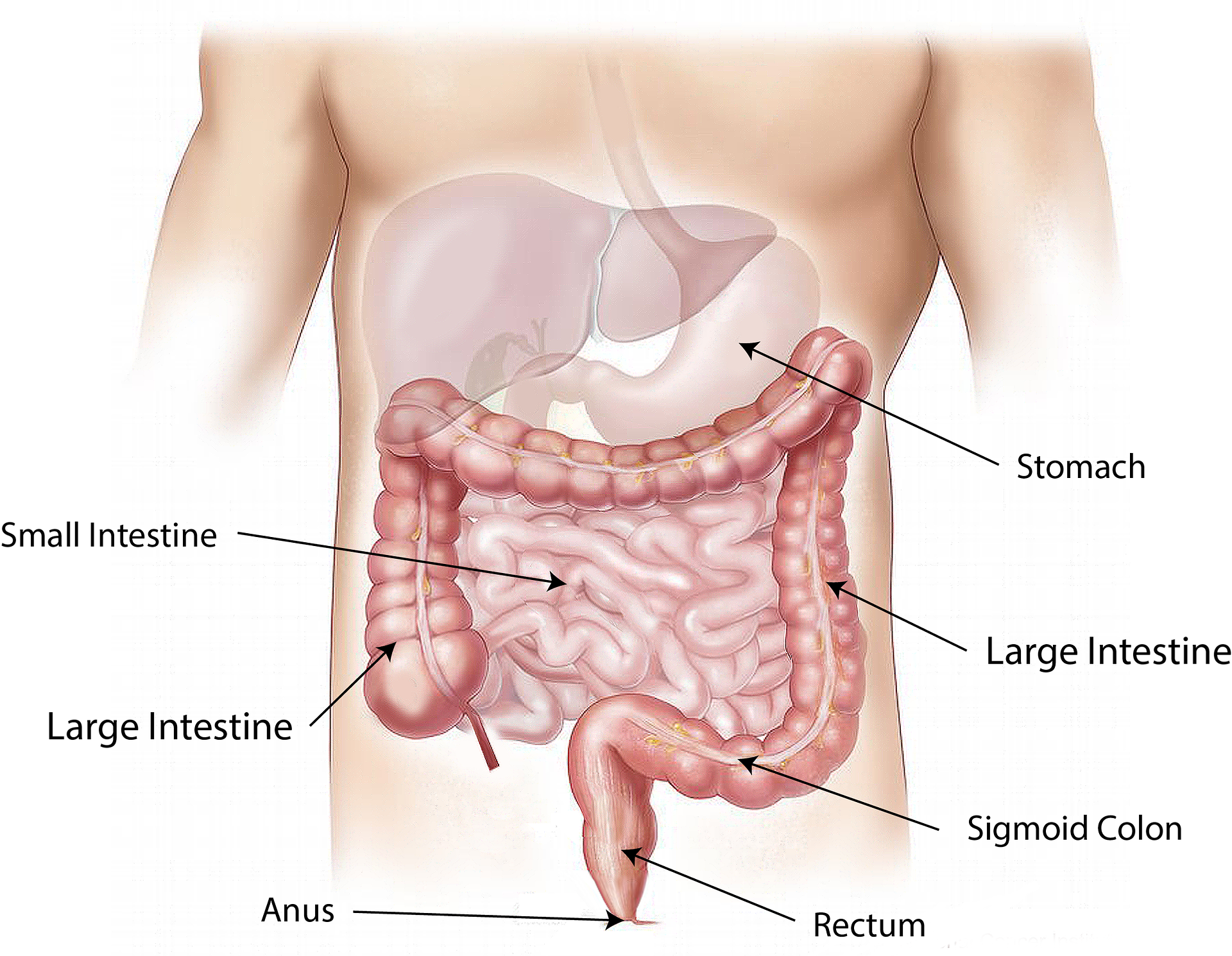 Gastrointestinal Illustration