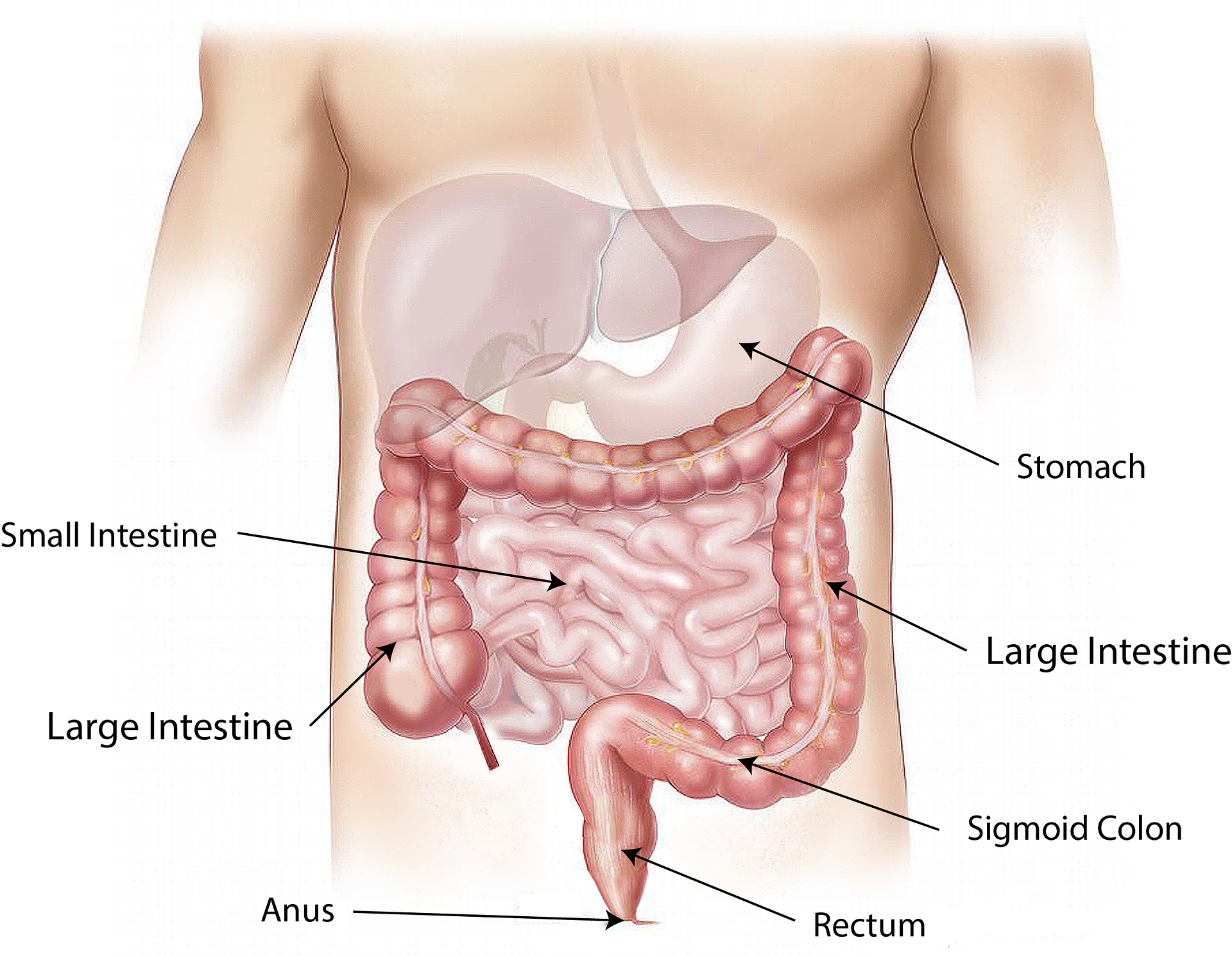 Gastrointestinal Illustration